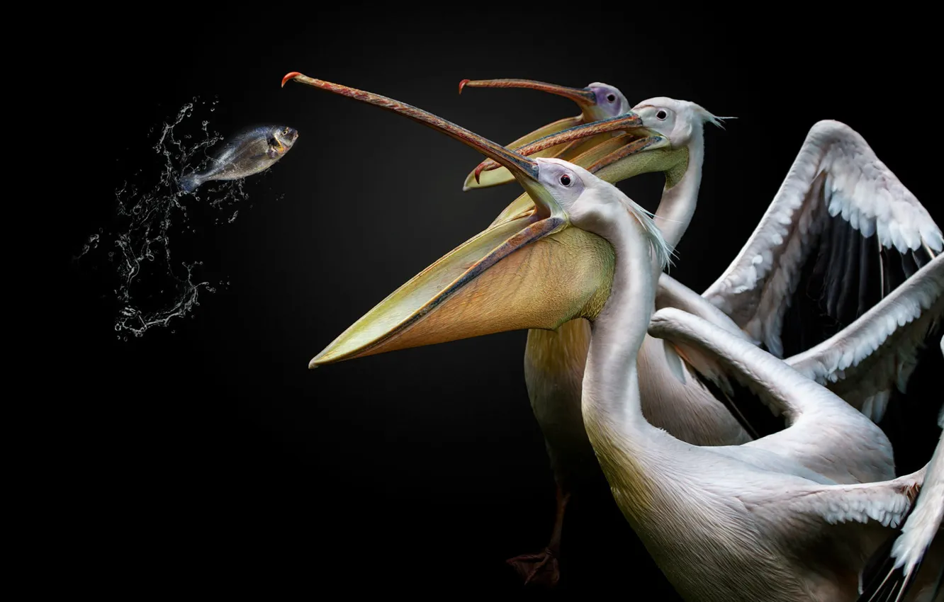 Photo wallpaper look, water, squirt, jump, bird, fishing, fish, beak