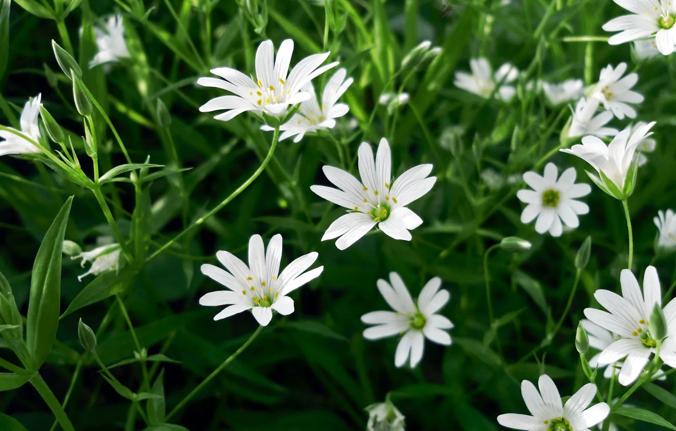 Photo wallpaper macro, flowers, spring, white