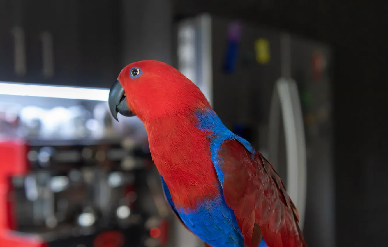 Photo wallpaper red, background, parrot, Fleur Walton