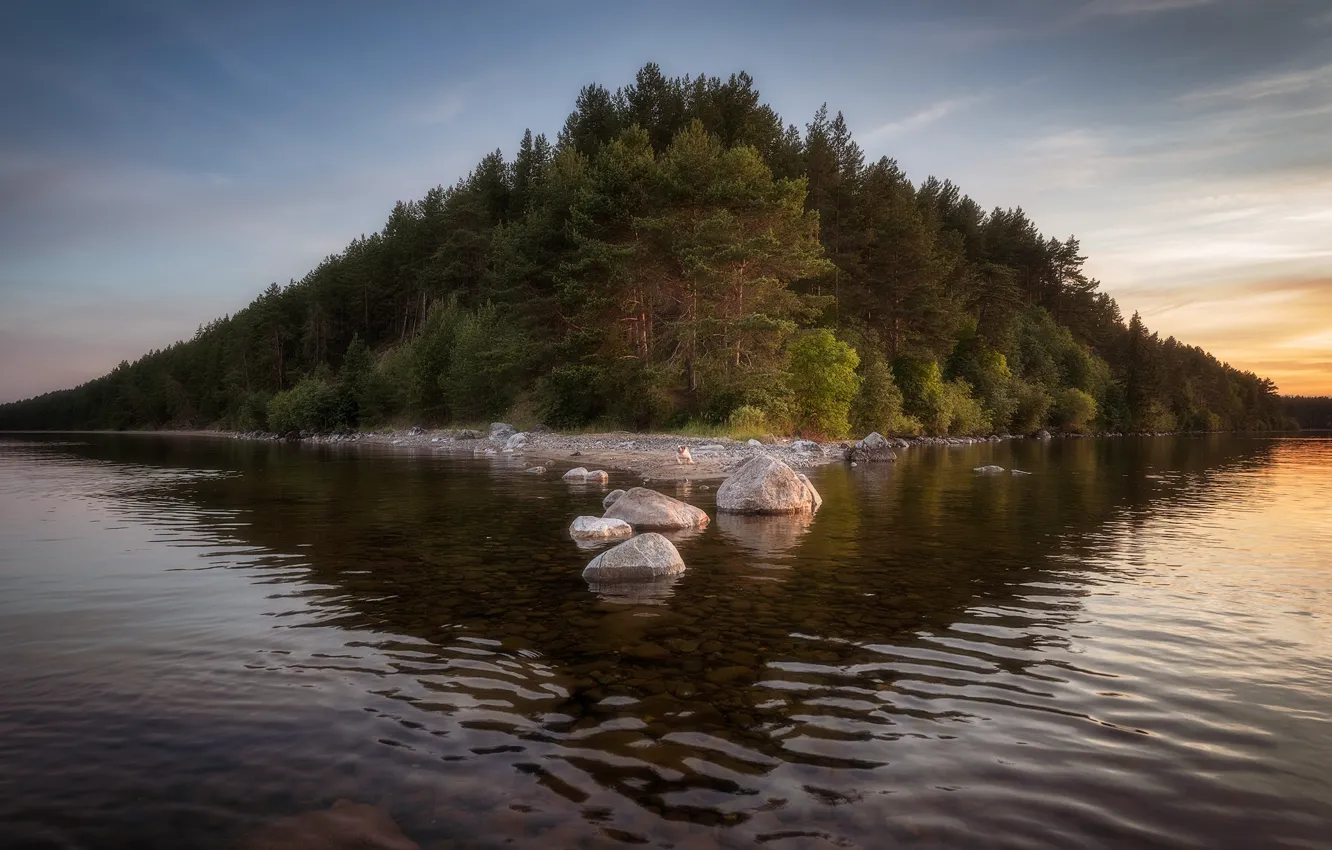 Photo wallpaper forest, trees, landscape, nature, stones, Karelia, the Peninsula, Lake Onega