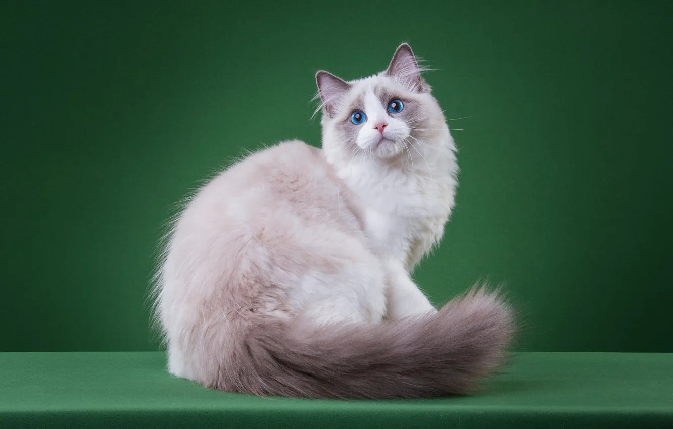 Photo wallpaper cat, cat, look, pose, kitty, light, muzzle, tail