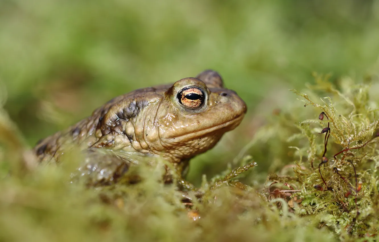 Photo wallpaper nature, background, frog, toad