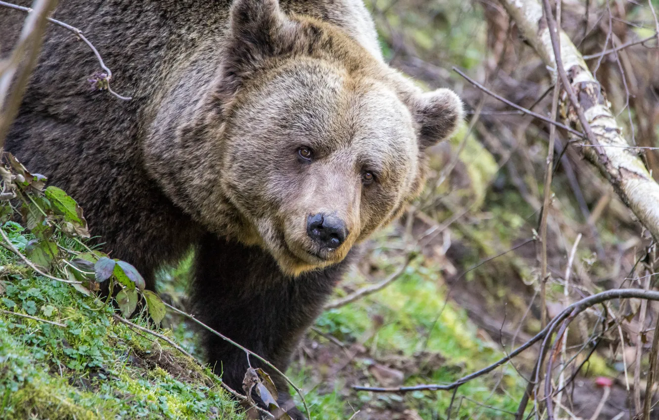 Photo wallpaper predator, bear, large, brown