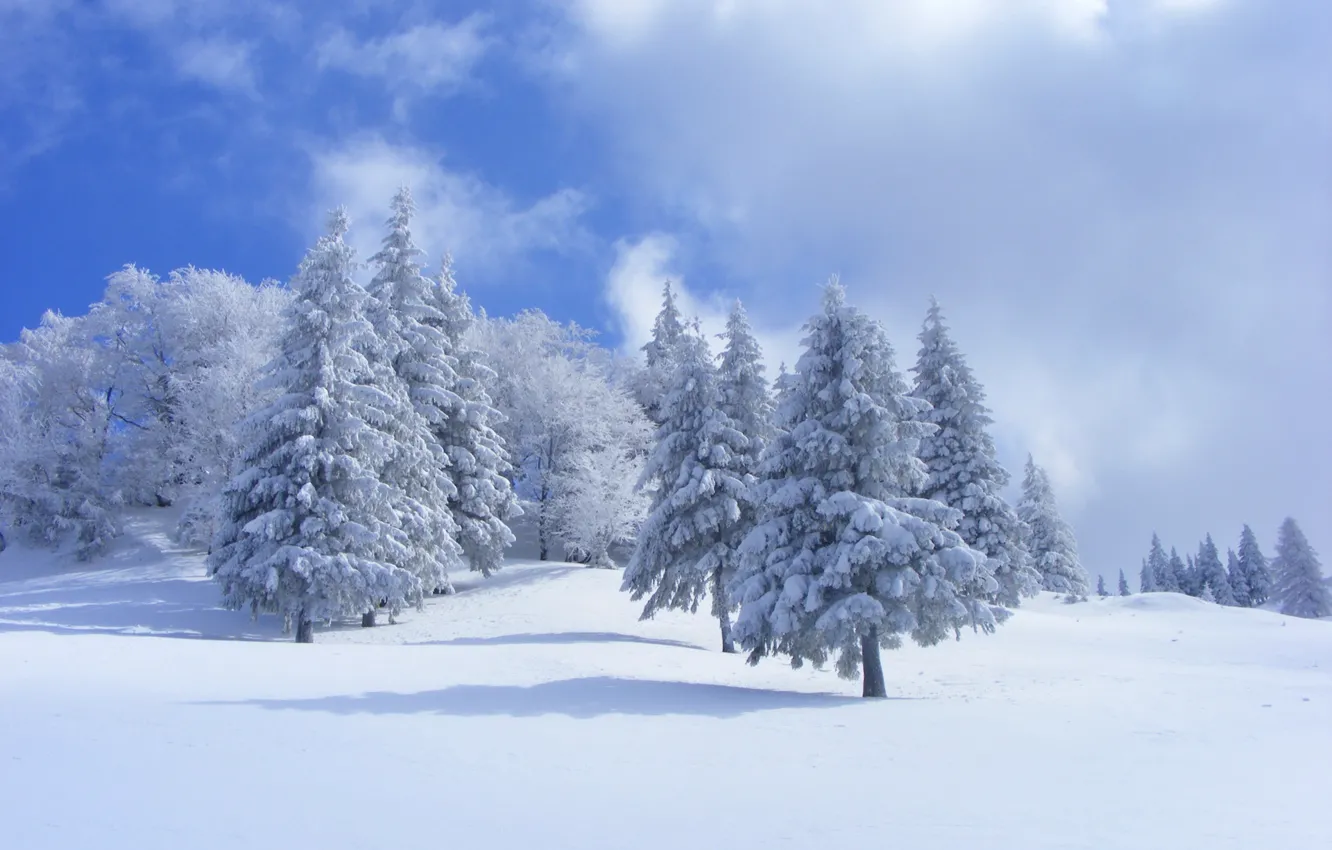 Photo wallpaper winter, forest, the sky, clouds, snow, trees, spruce