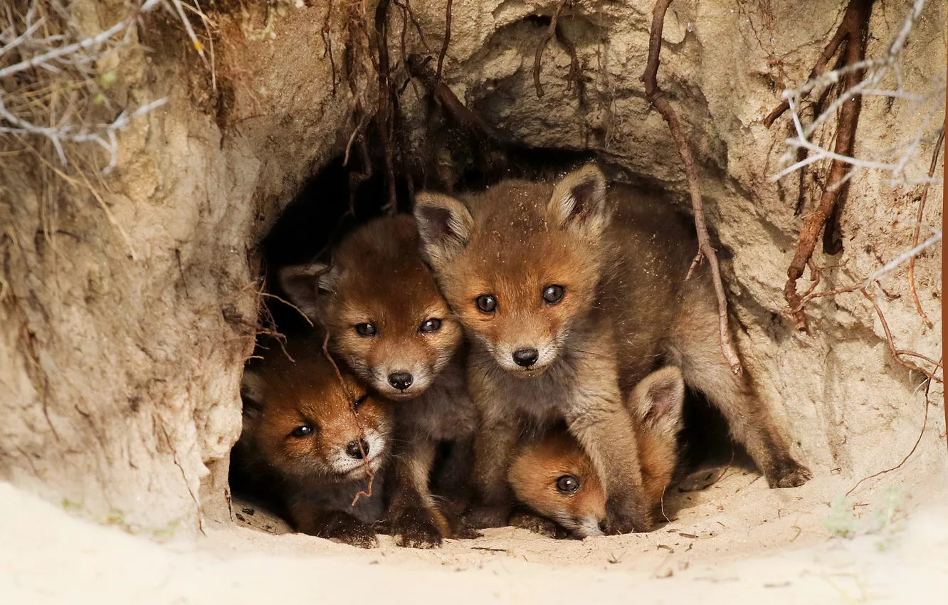 Photo wallpaper Nora, baby, Fox, face, Fox, brood