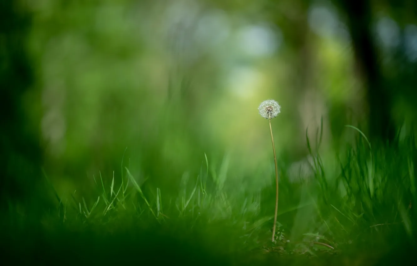 Photo wallpaper summer, nature, dandelion