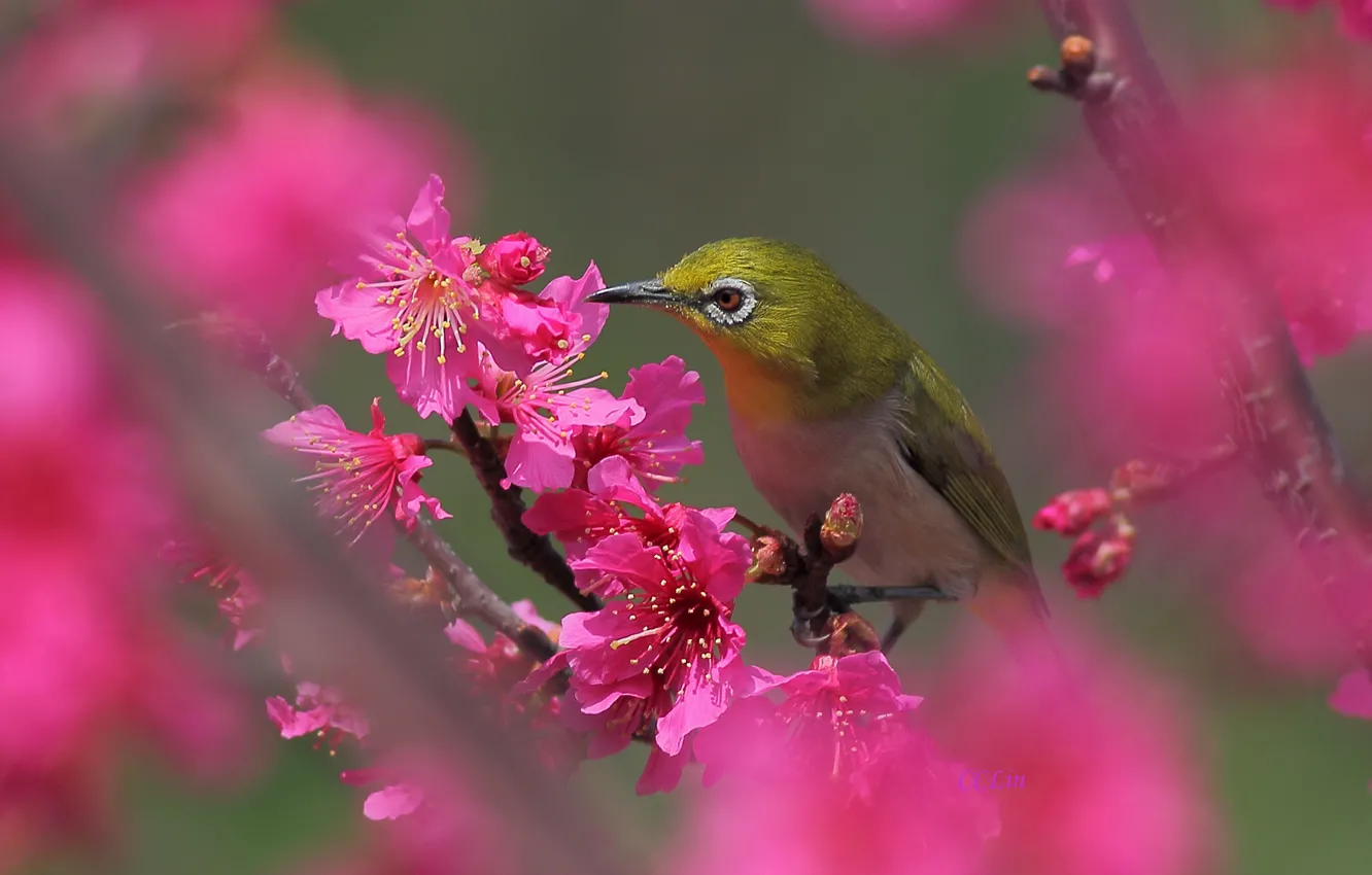 Photo wallpaper flowers, tree, bird, spring, pink, flowering, fruit