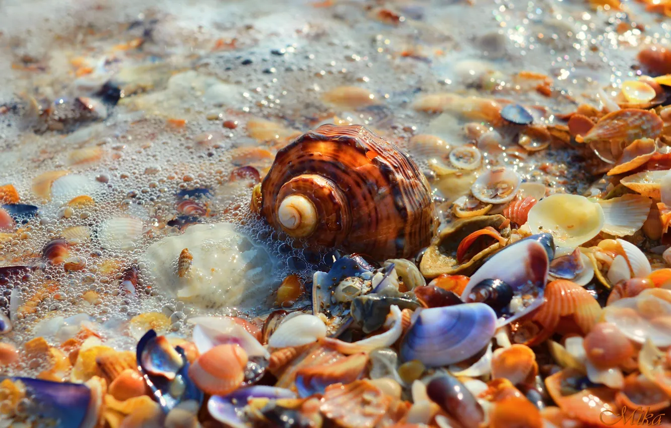 Photo wallpaper Shell, Sea foam, Seashells