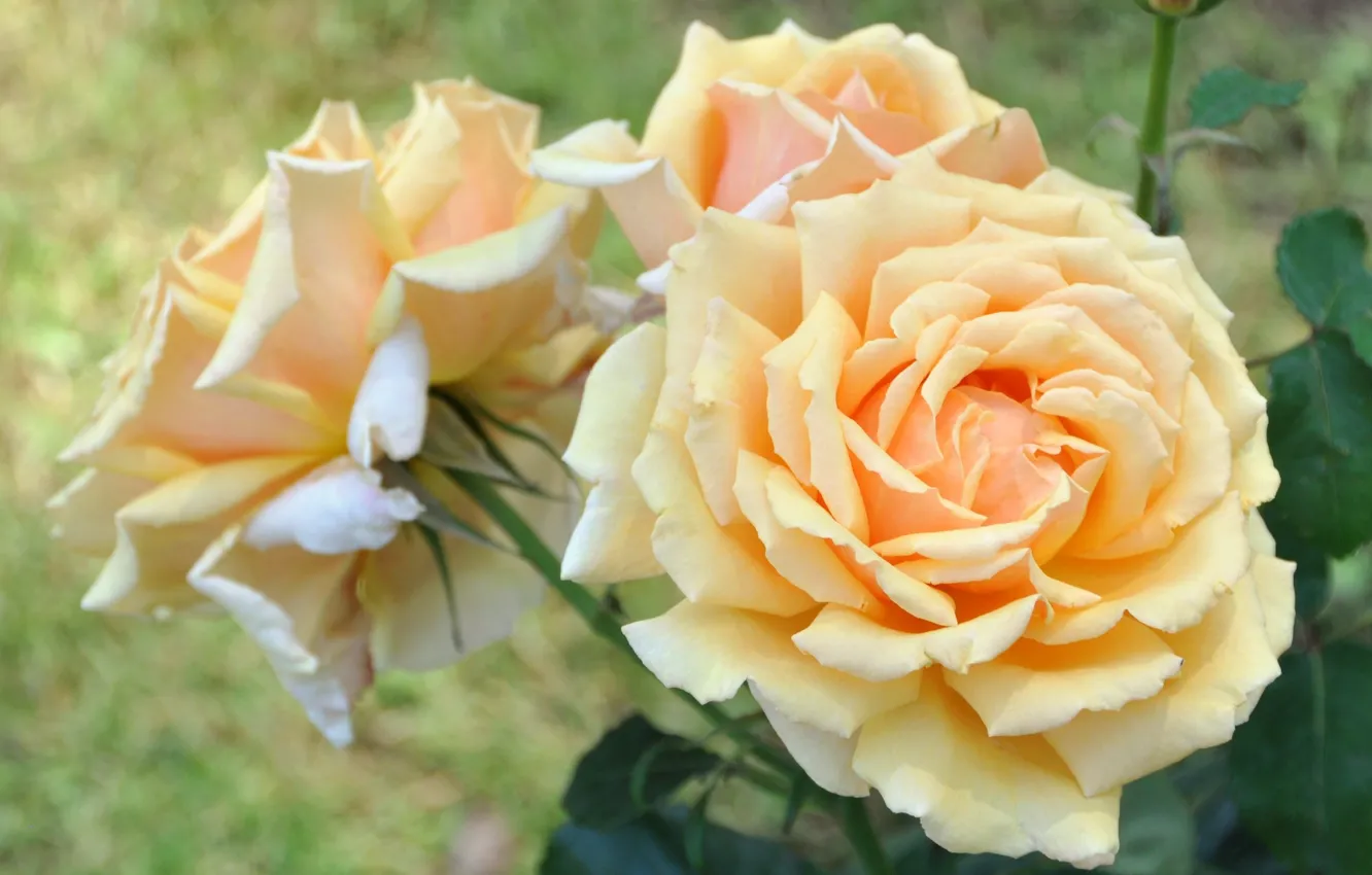 Photo wallpaper yellow, roses, cream