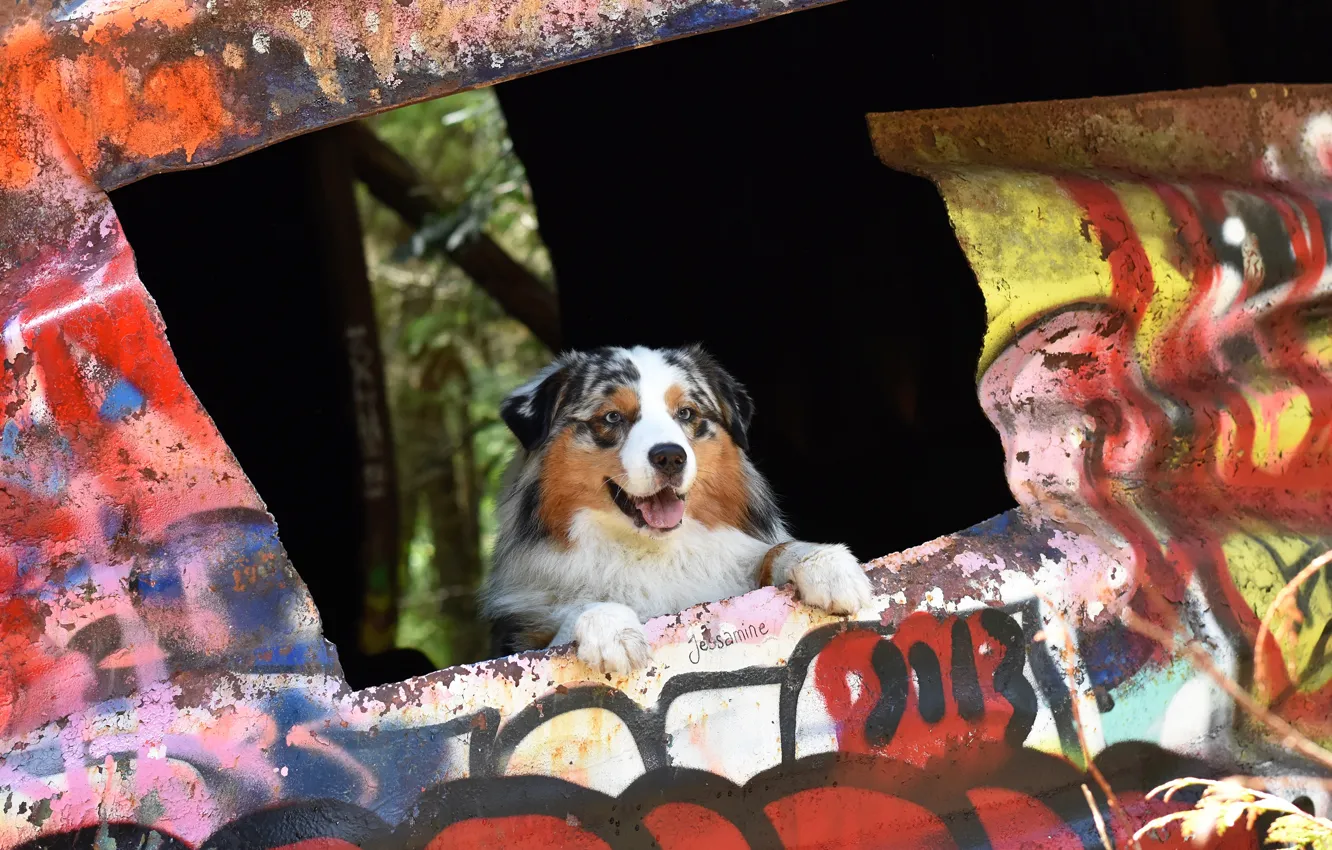 Photo wallpaper look, pose, wall, the inscription, graffiti, dog, hole, paws