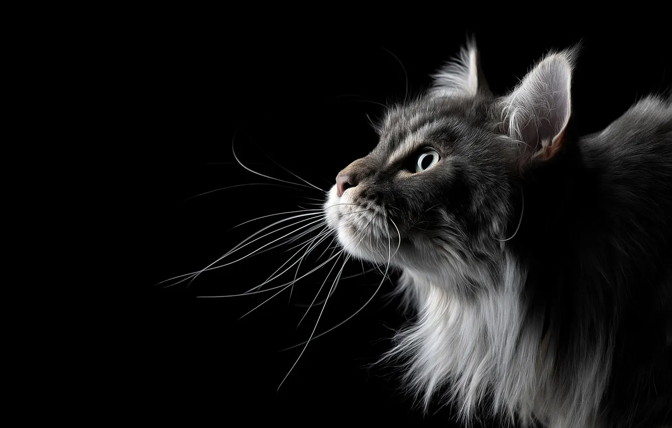 Photo wallpaper cat, portrait, muzzle, profile, black background, Maine Coon, Svetlana Pisareva