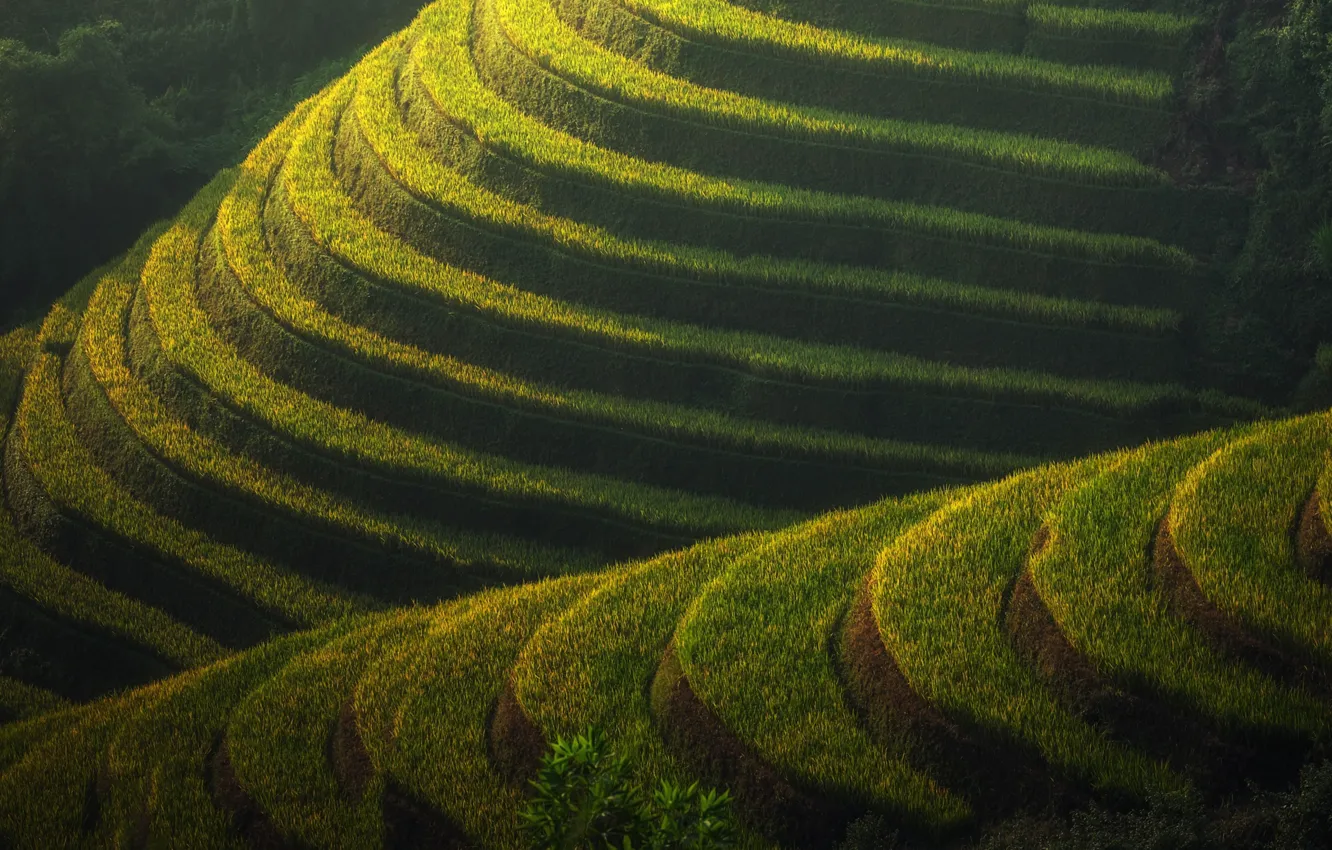 Photo wallpaper Asia, terrace, rice fields
