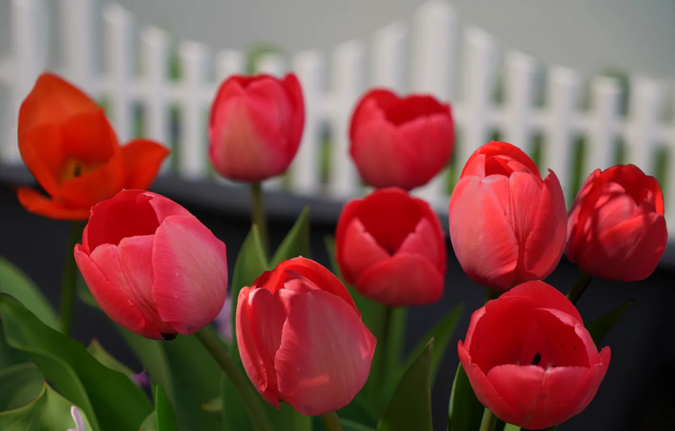 Photo wallpaper flowers, spring, tulips, red, flowerbed, bokeh