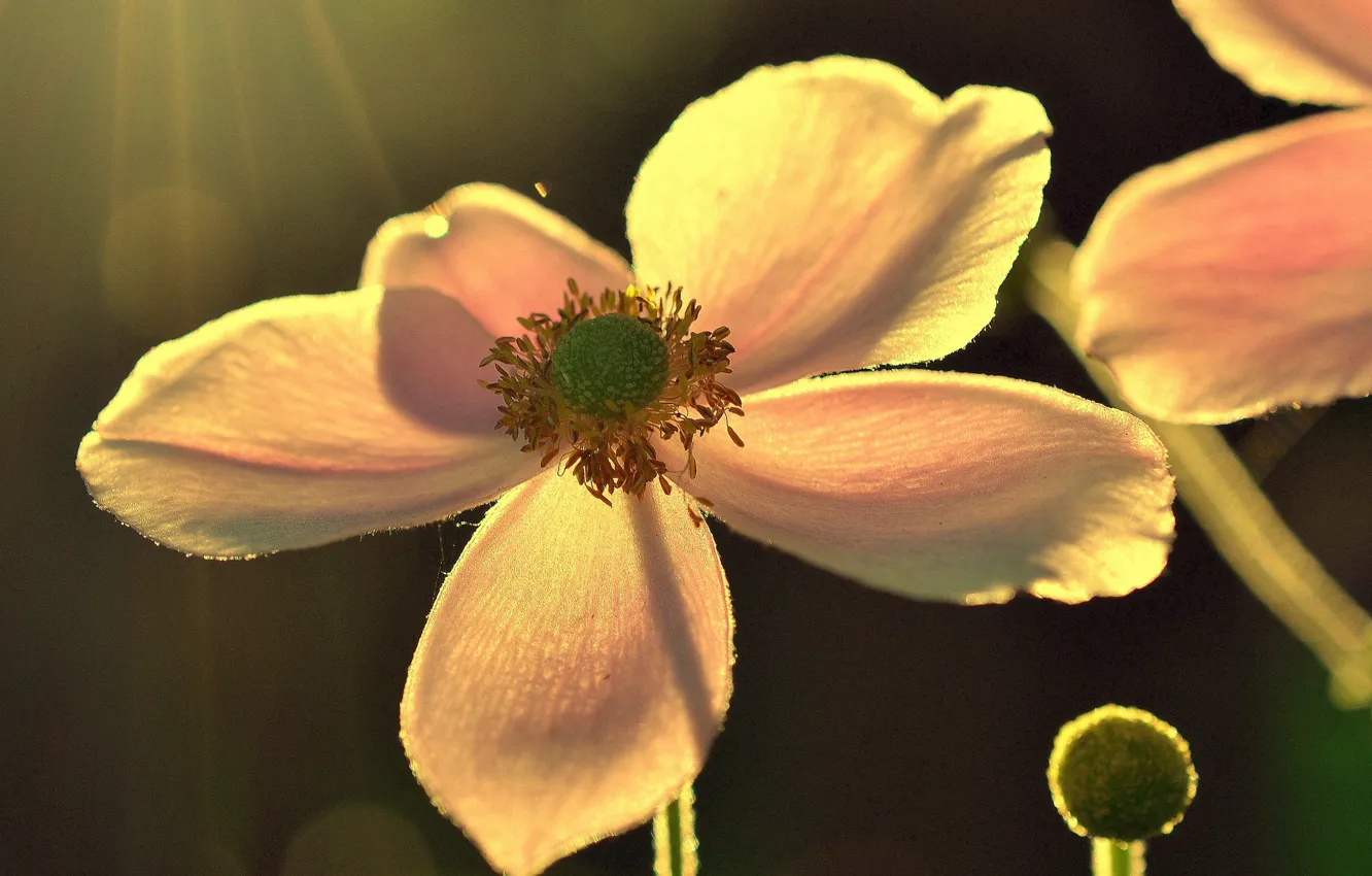 Photo wallpaper macro, light, petals, anemones, anemone