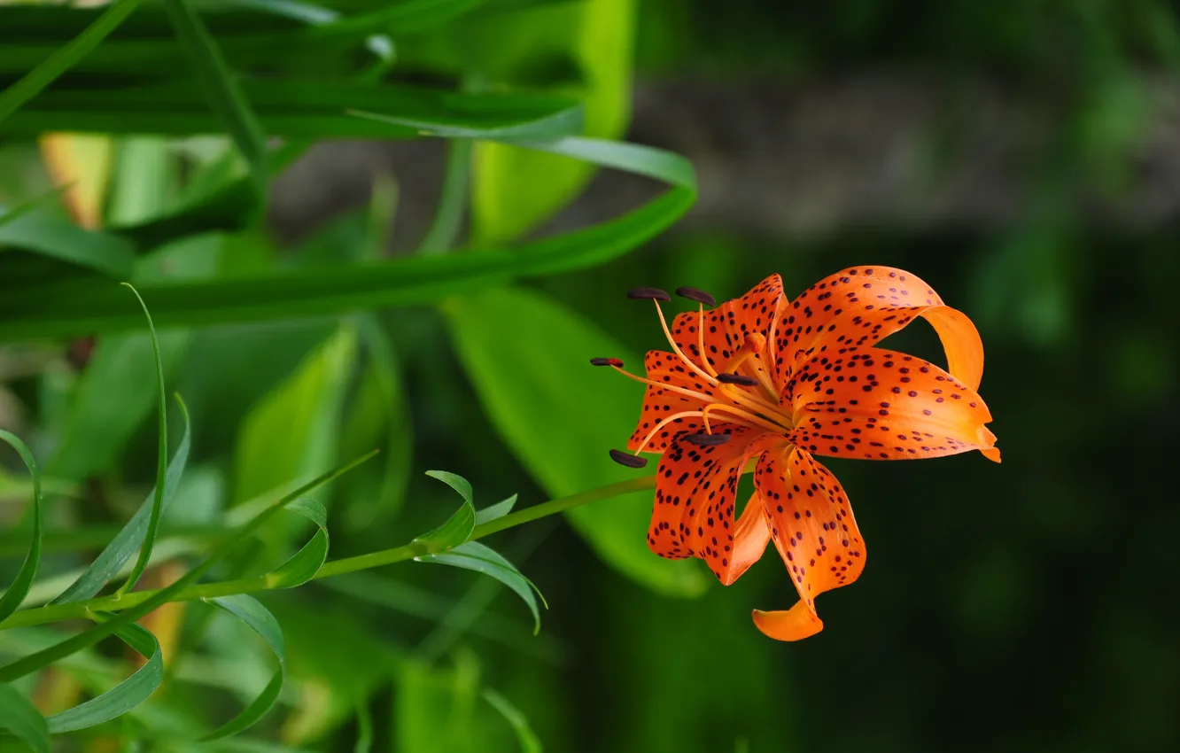 Photo wallpaper orange, Lily, speckled, on a green background