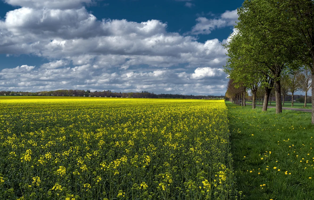 Photo wallpaper field, the sky, grass, clouds, trees, flowers, rape