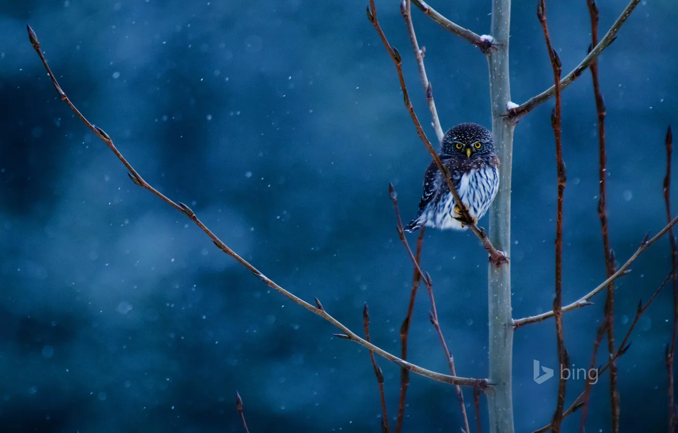 Photo wallpaper branches, bird, Montana, USA, Glacier National Park, Northern dwarf FMLN