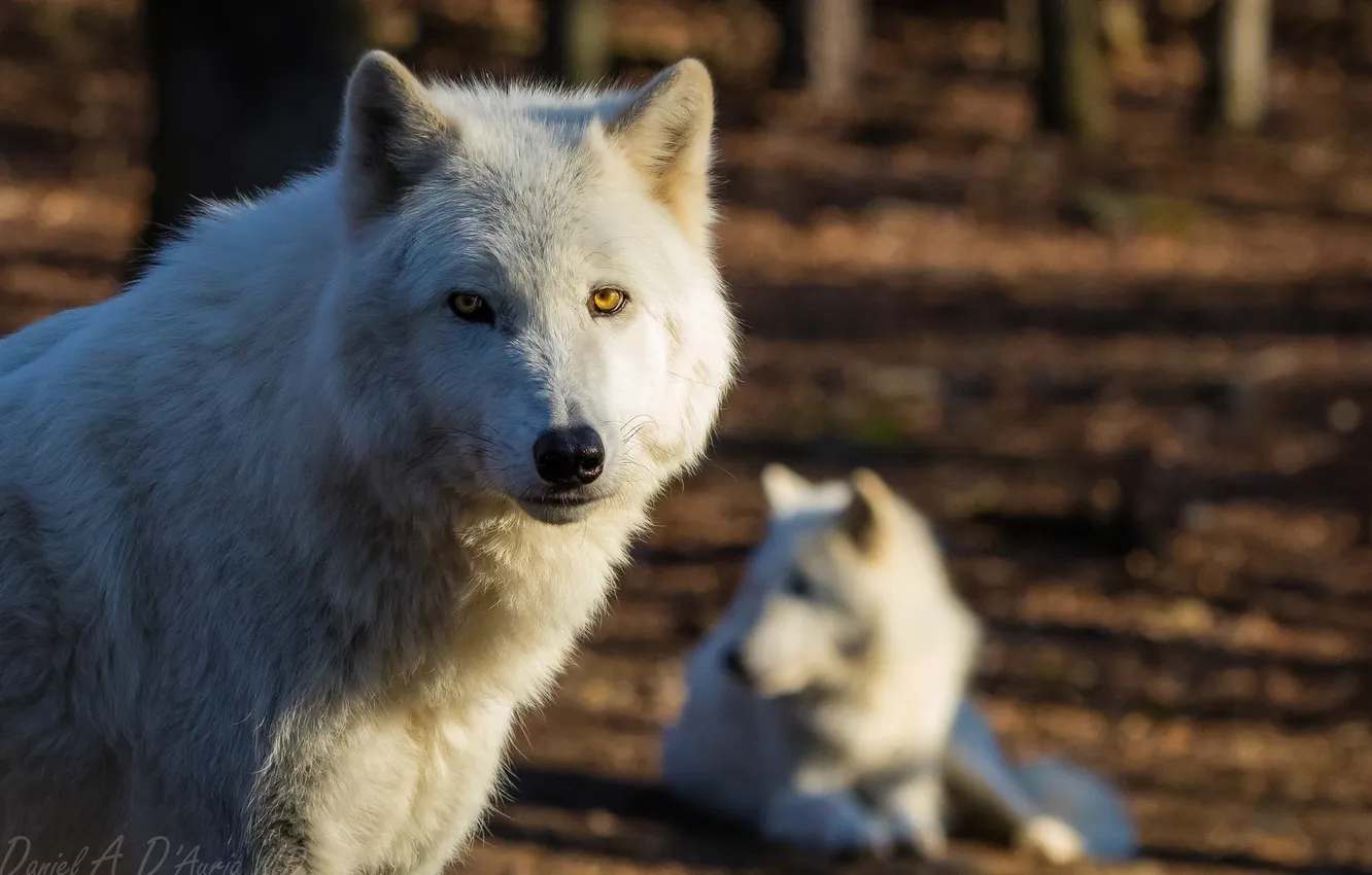 Photo wallpaper forest, wolf, portrait, predator, handsome, Arctic