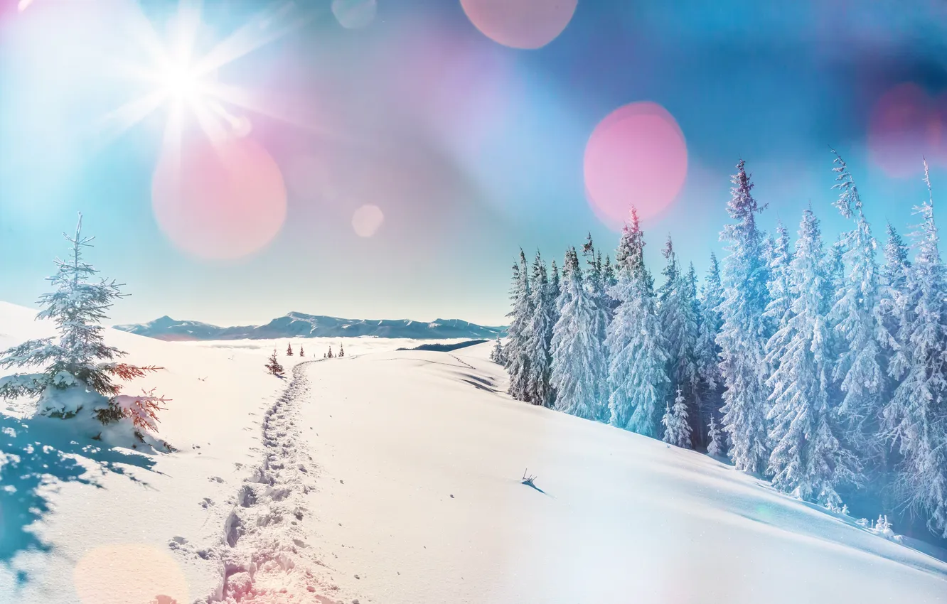 Photo wallpaper winter, forest, snow, snowflakes, tree, nature, winter, snow