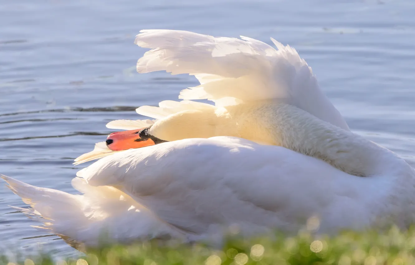 Photo wallpaper water, tail, white Swan
