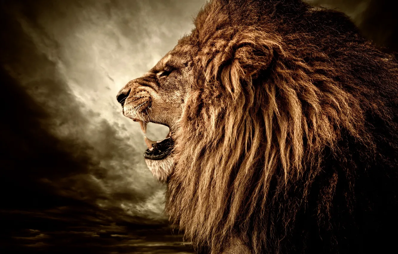 Photo wallpaper predator, Leo, mane, fangs, grin, side, big cat, The Roaring Lion