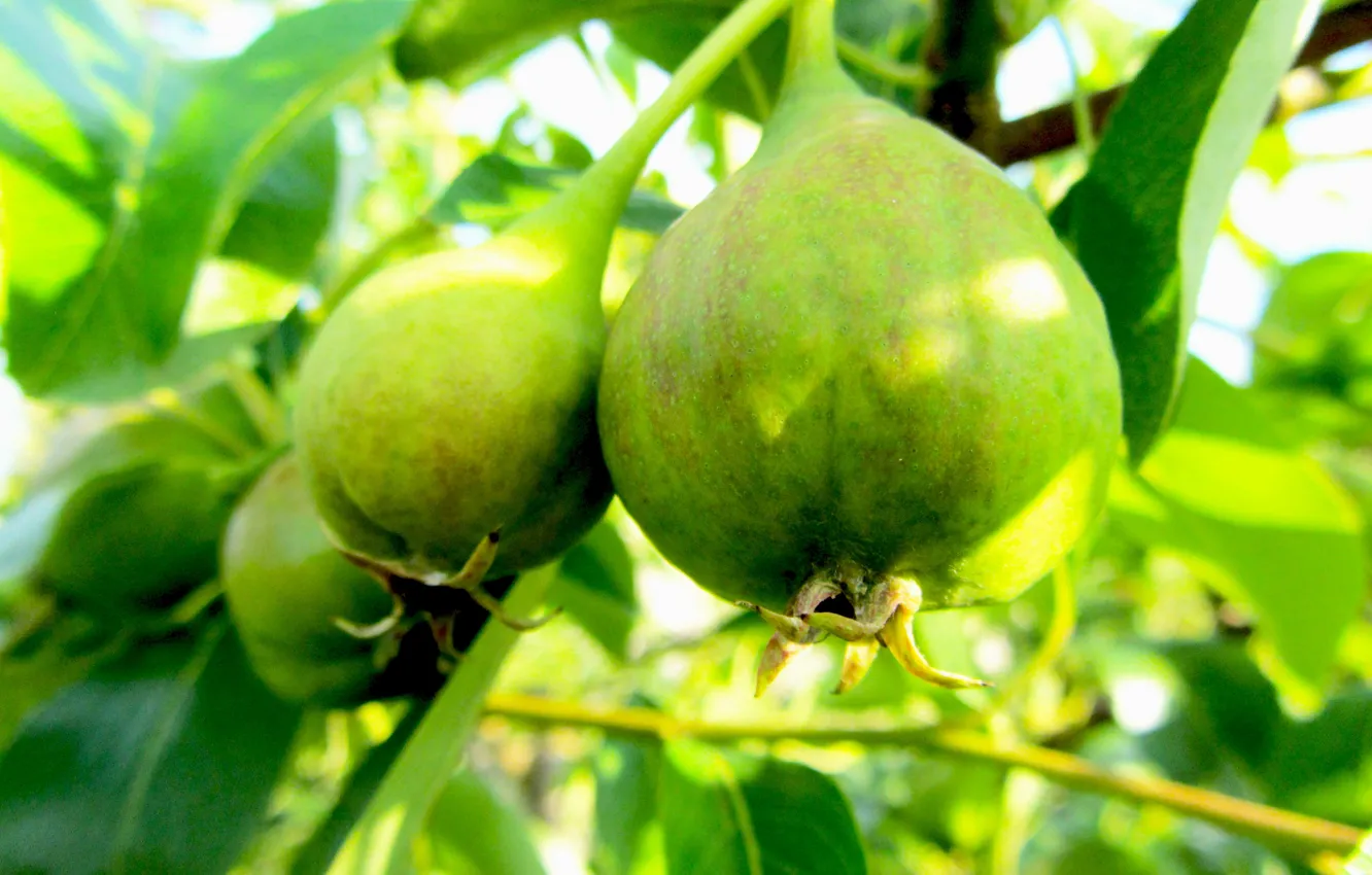 Photo wallpaper summer, leaves, green, harvest, pear