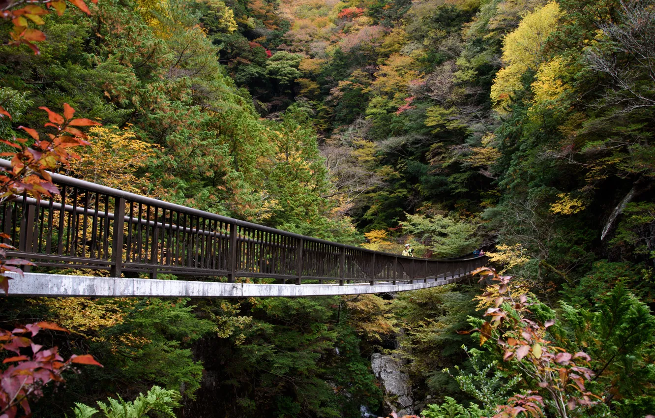 Photo wallpaper Nature, Bridge, Autumn, Japan, Forest, Valley, Mitarai