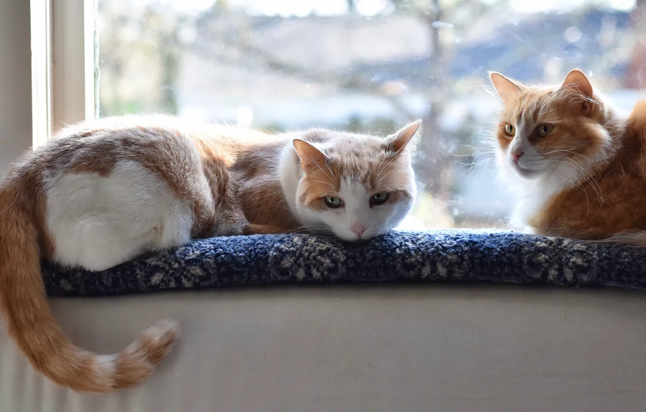 Photo wallpaper cat, cat, look, light, cats, window