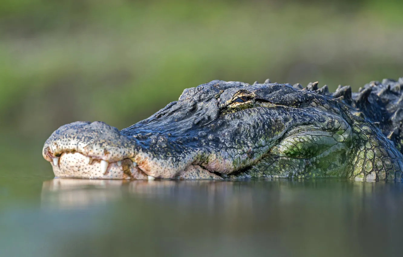 Photo wallpaper look, face, water, green, portrait, predator, teeth, crocodile