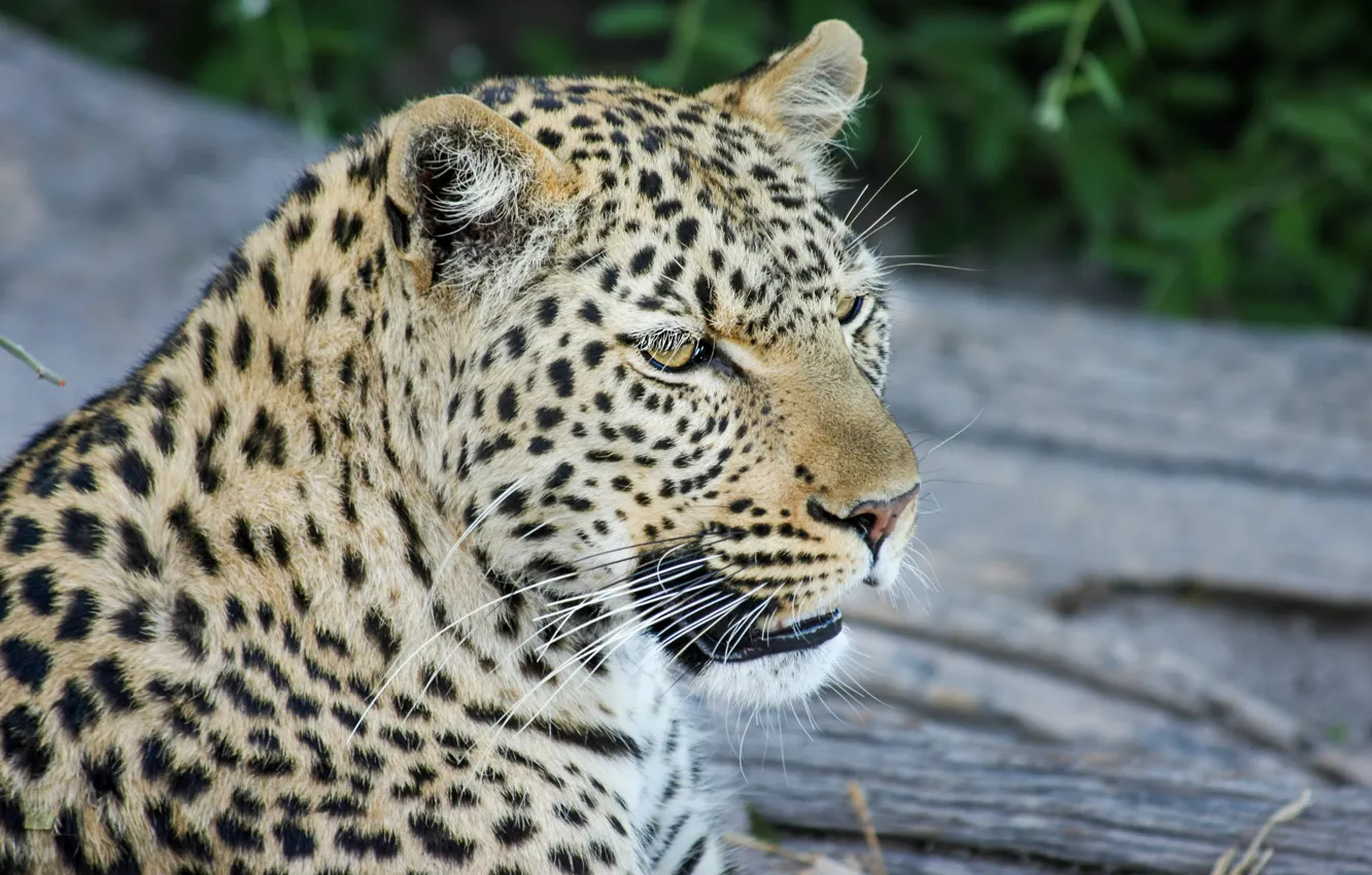 Photo wallpaper mustache, face, head, leopard