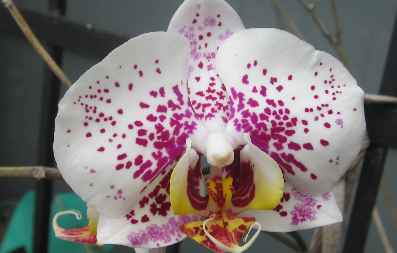 Photo wallpaper flower, macro, orchid, phalaenopsis