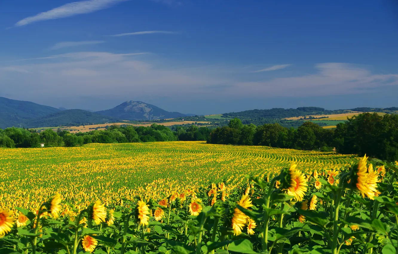 Photo wallpaper field, forest, summer, the sky, clouds, sunflowers, flowers, mountains