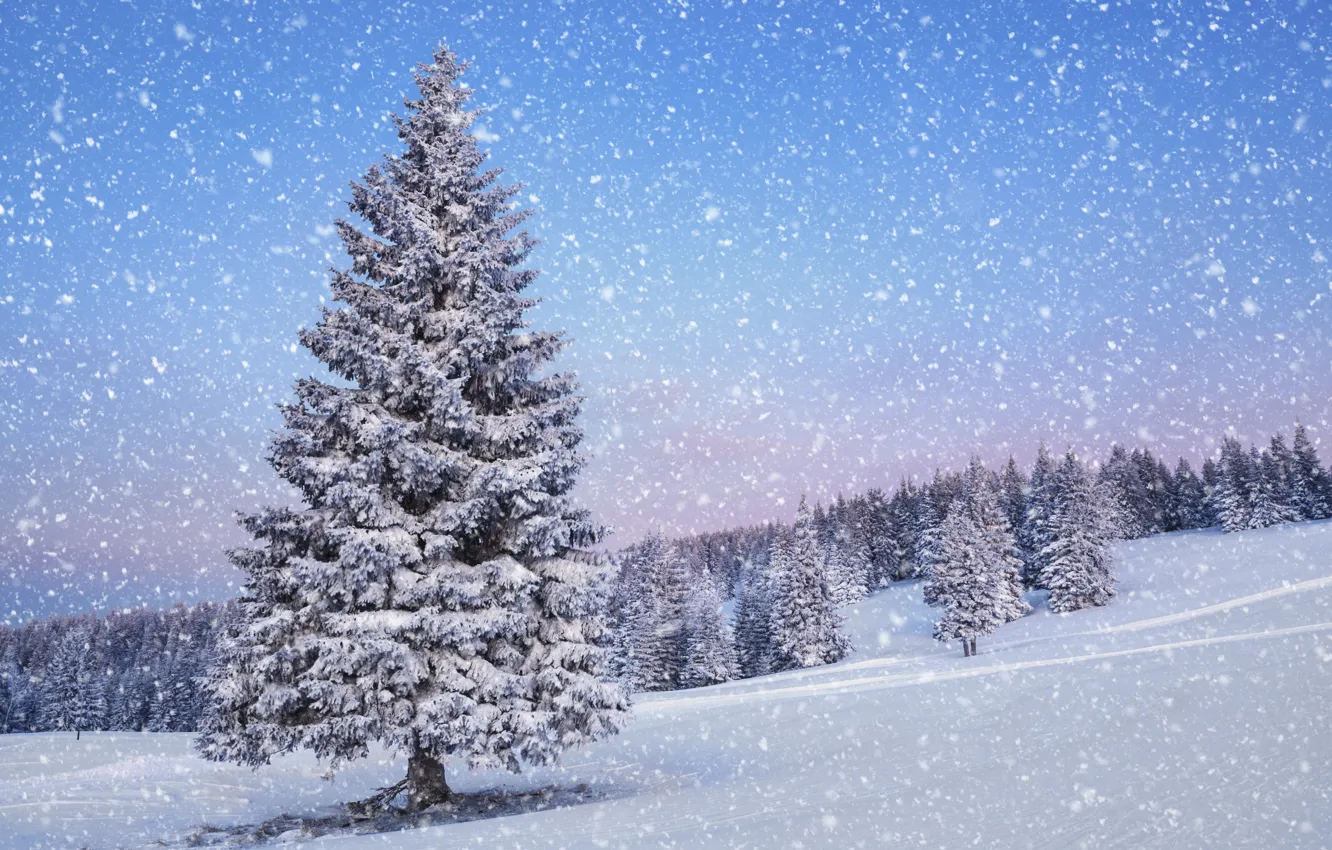 Photo wallpaper winter, snow, landscape, nature, tree, time of the year
