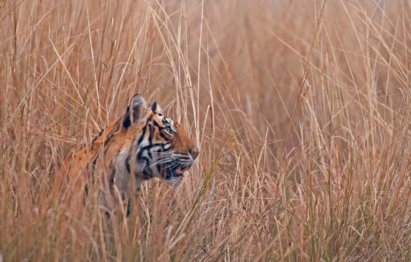 Photo wallpaper cat, grass, predator, India, Bengal tiger, Ranthambore