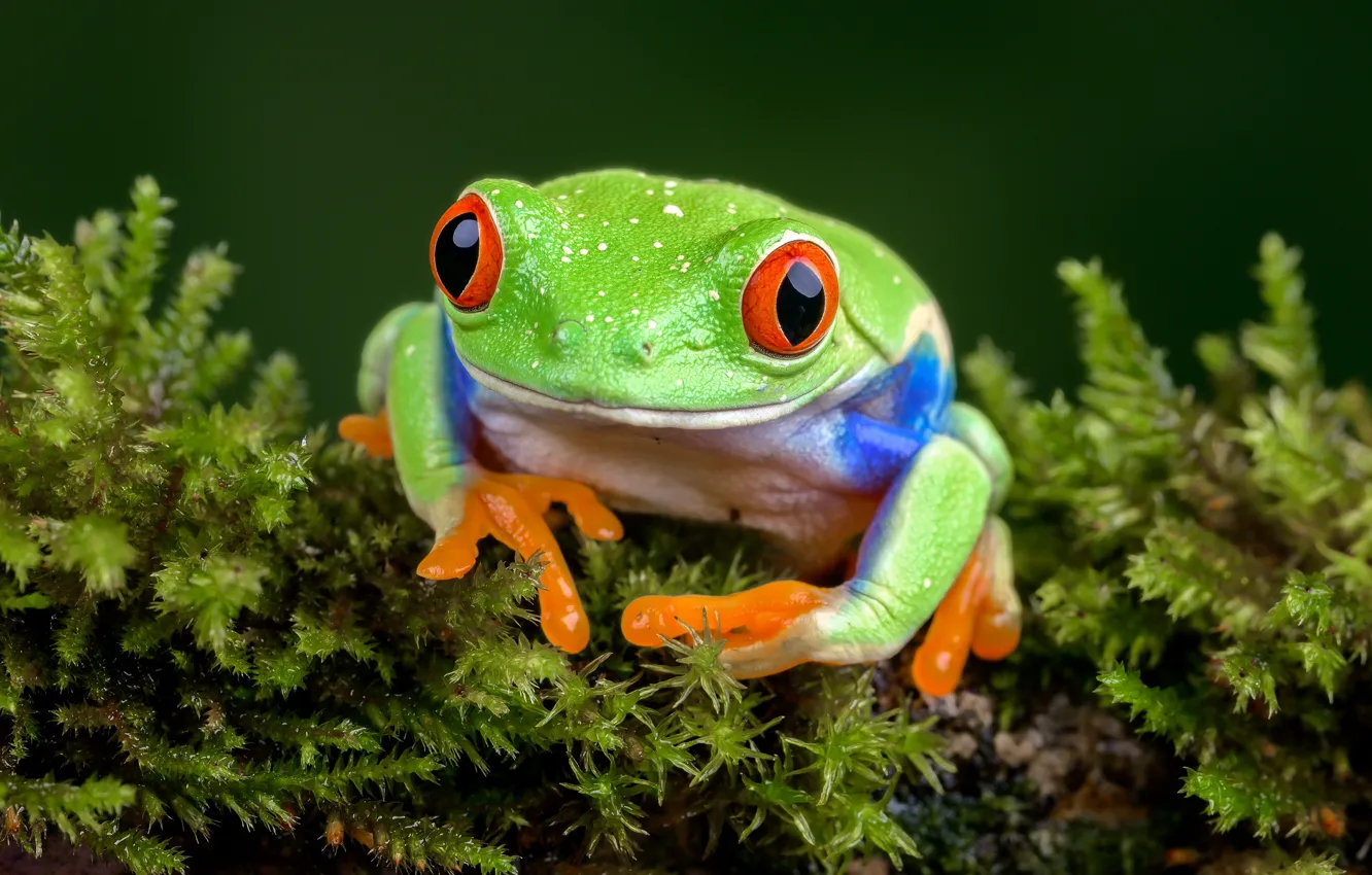 Photo wallpaper frog, tree frog, red-eyed treefrog
