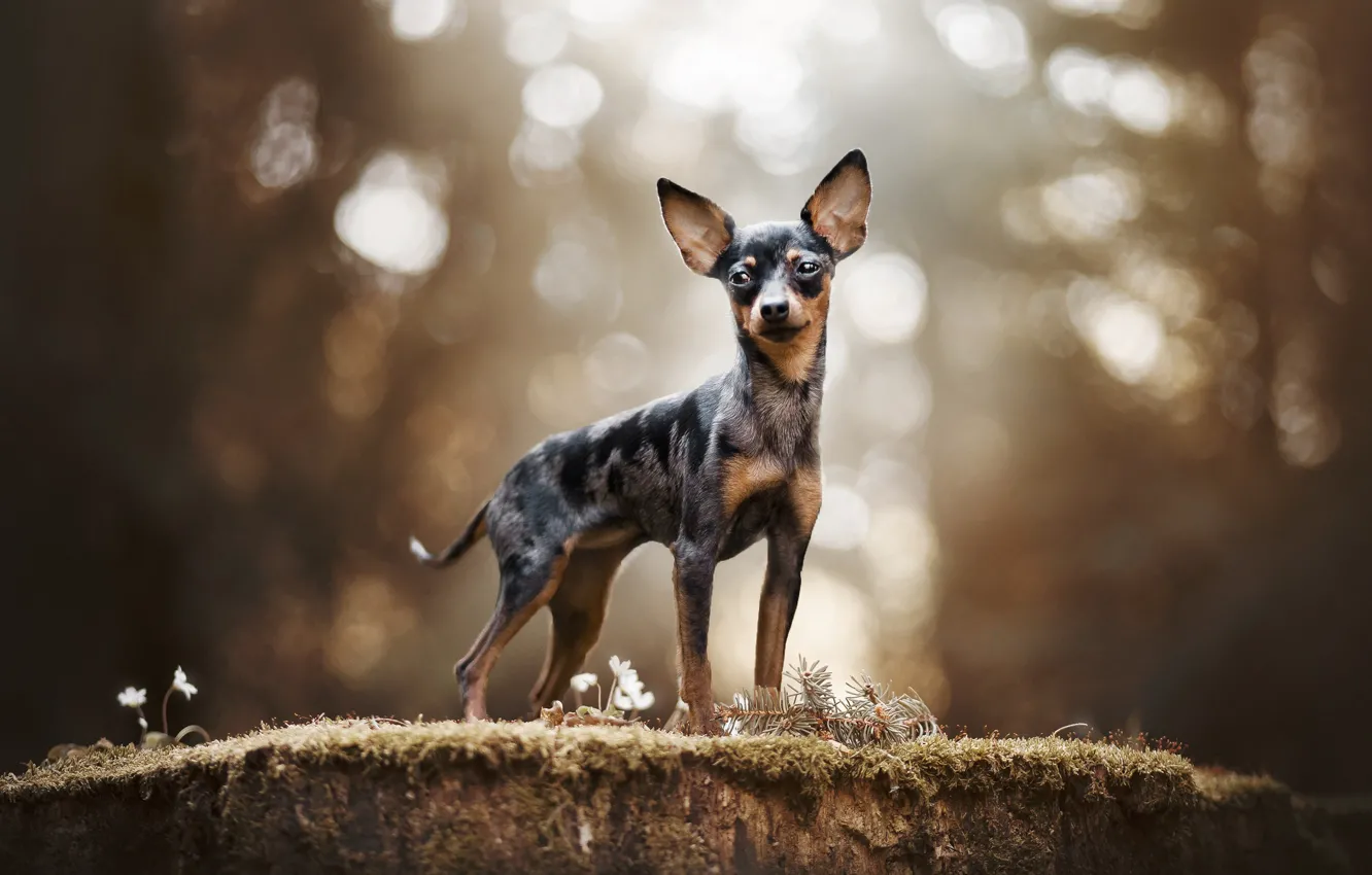 Photo wallpaper doggie, dog, Russian toy Terrier