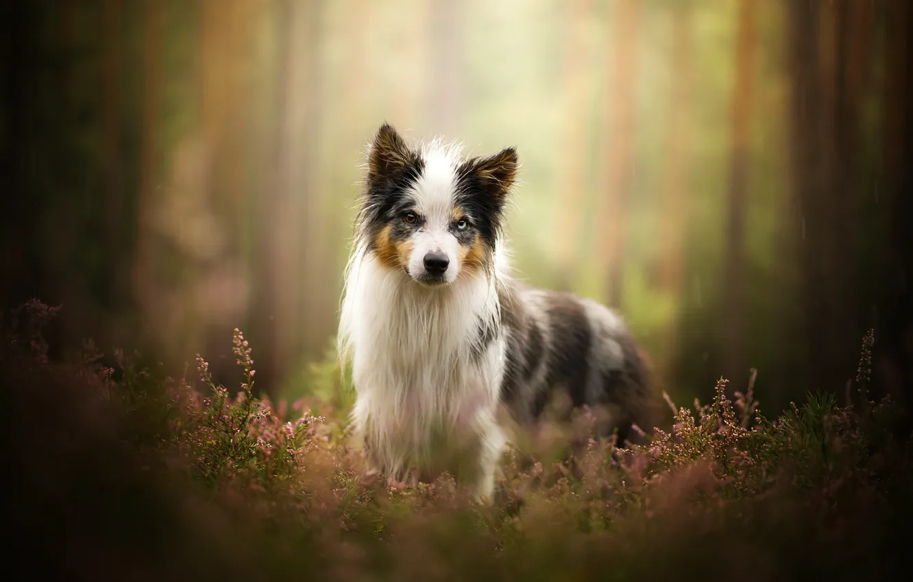 Photo wallpaper dog, lavender, bokeh