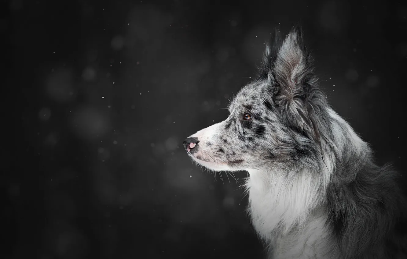 Photo wallpaper winter, snow, the dark background, dog, profile, snowfall, bokeh, the border collie