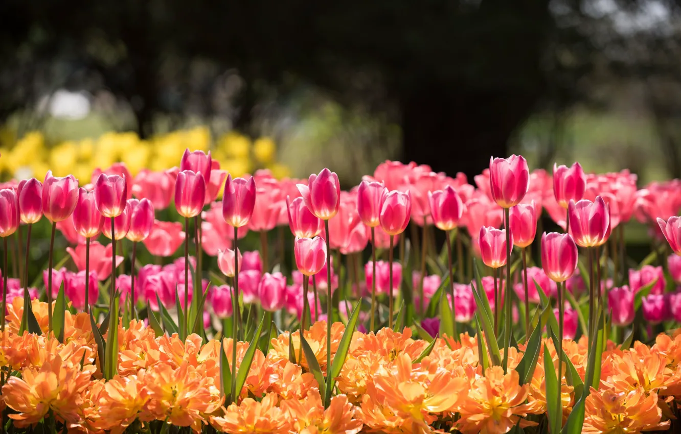 Photo wallpaper light, flowers, orange, spring, garden, tulips, pink, buds