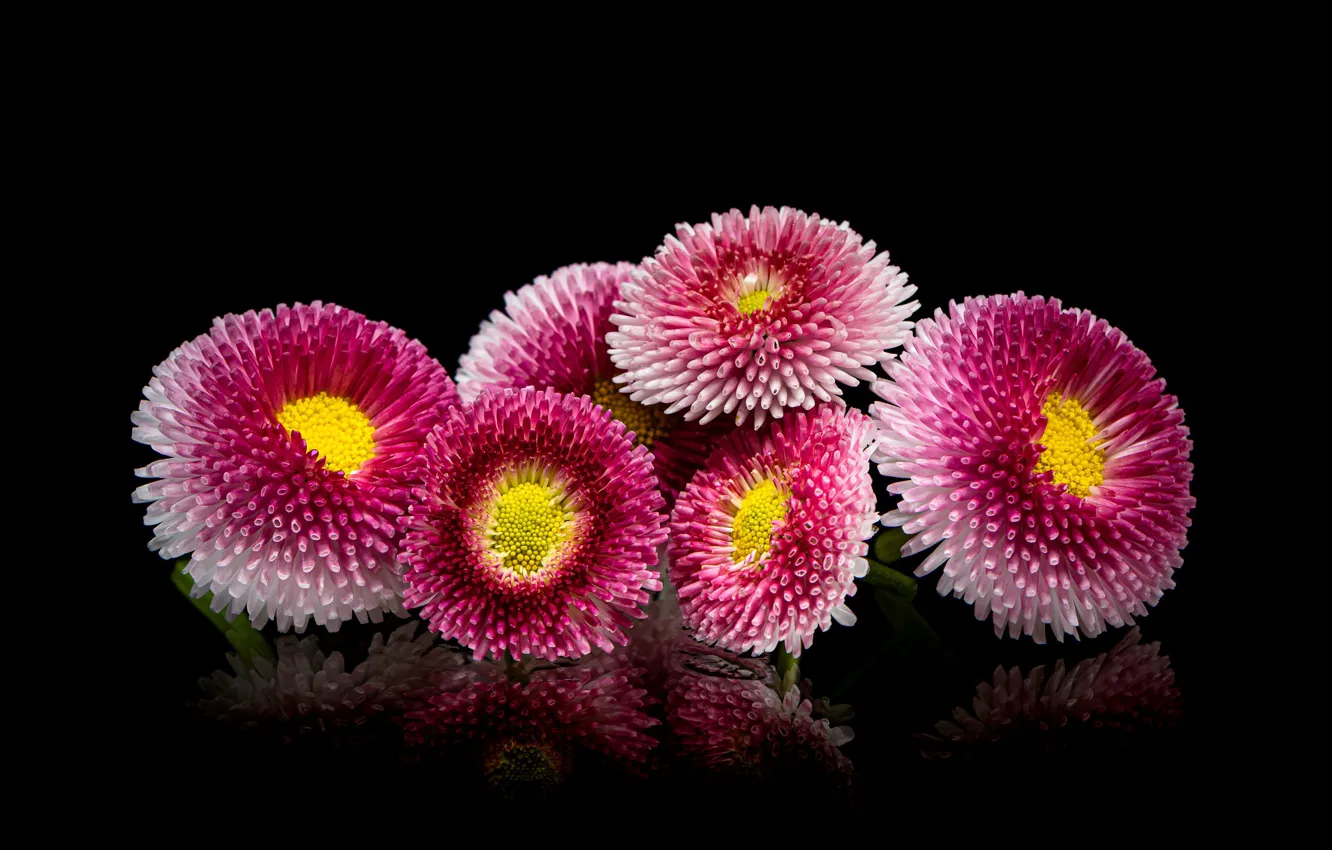 Photo wallpaper flowers, lies, pink, black background, a bunch, Daisy