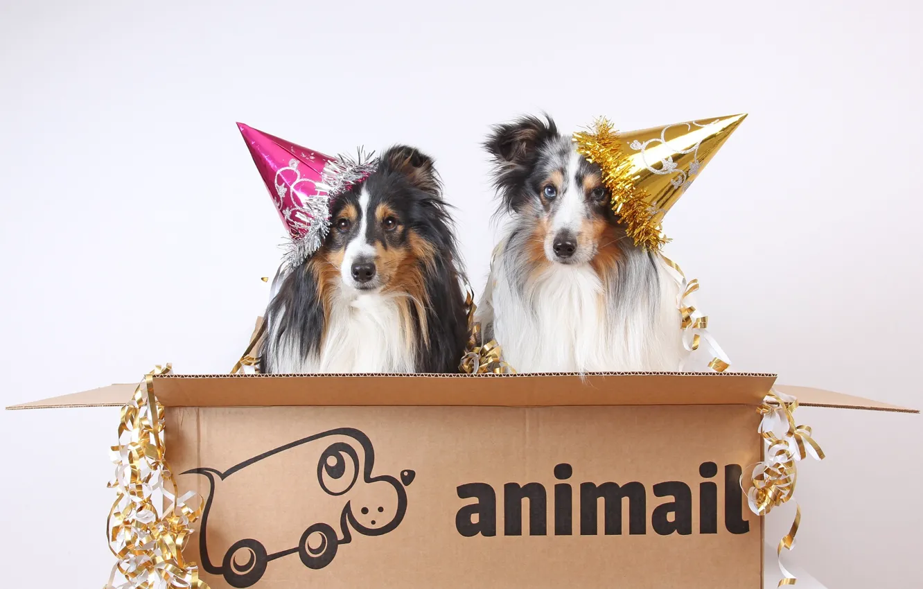 Photo wallpaper look, nature, pose, dog, face, a couple, Duo, collie