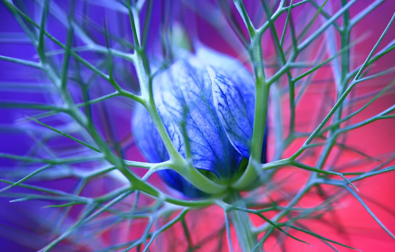 Photo wallpaper flower, blue, 151, spikes