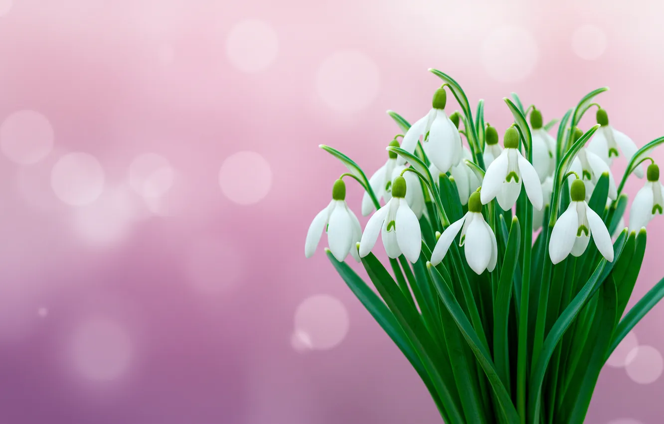 Photo wallpaper bouquet, spring, snowdrops, wallpaper, March 8, bokeh, spring, bouquet