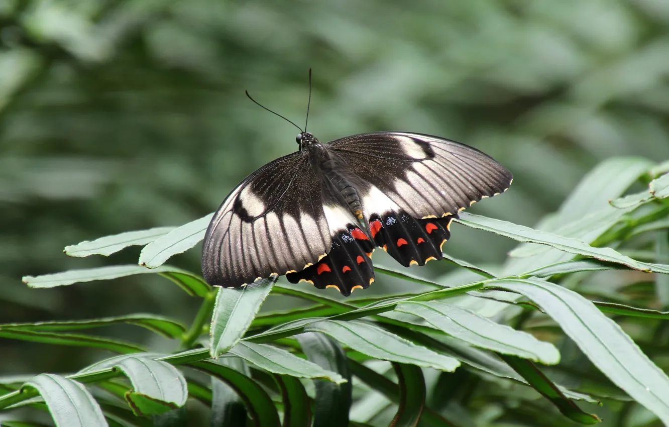 Photo wallpaper leaves, macro, sprig, butterfly