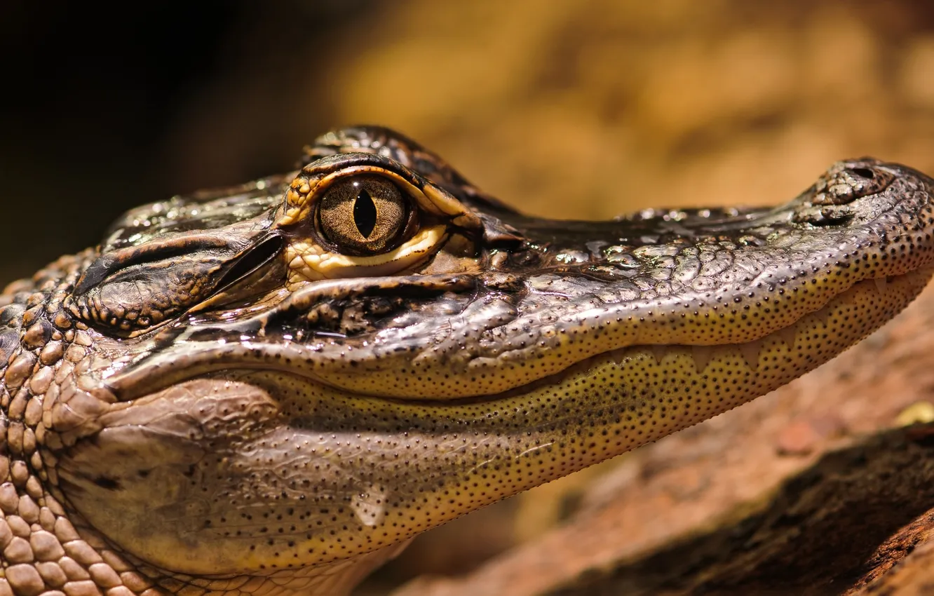 Photo wallpaper eyes, crocodile, head