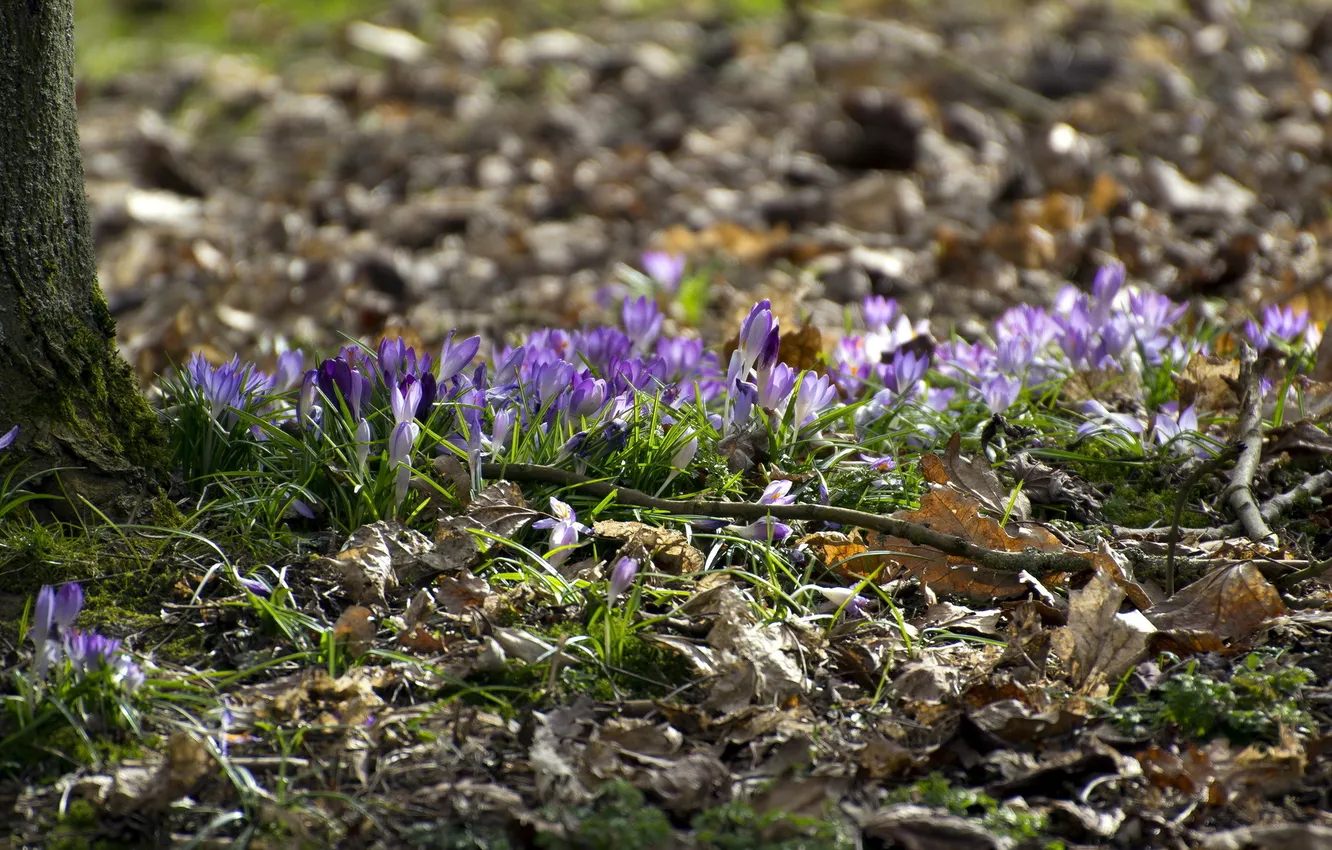 Photo wallpaper flowers, nature, spring