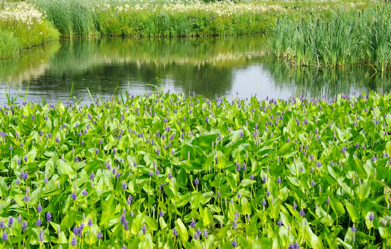 Photo wallpaper greens, summer, grass, pond, the reeds, garden, Netherlands, Lupin