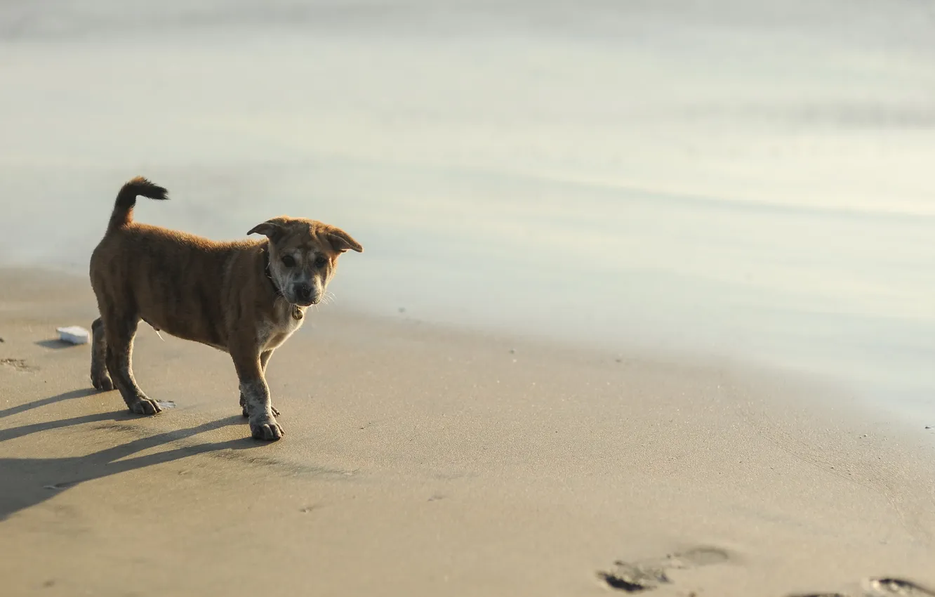 Photo wallpaper beach, dog, puppy