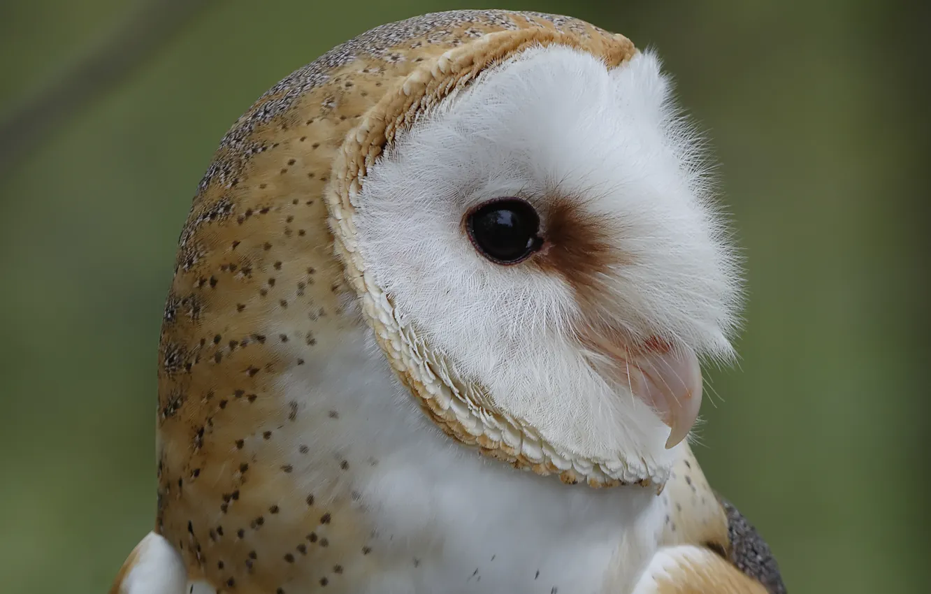 Photo wallpaper owl, bird, head, profile, tail