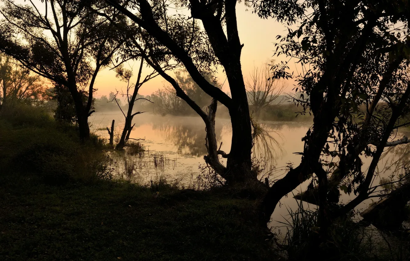 Photo wallpaper trees, nature, river, morning